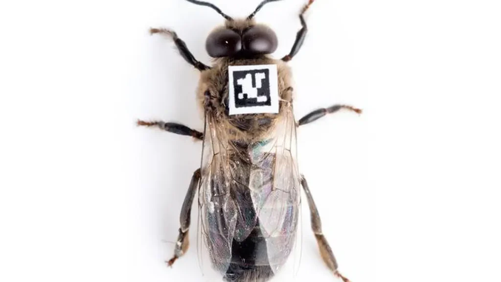 Afin d'évaluer automatiquement le comportement des drones, des codes QR sont apposés sur leur dos. Un système de caméras enregistre ensuite leurs mouvements. (Photo : HHU/Institut de génétique évolutive)
