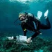 Dr. Herdís Steinsdóttir deploying an instrument near the reef in Eilat to record water currents, allowing her to keep tr