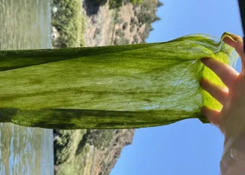 Large amounts of filamentous algae, known as FAB, are appearing in Western U.S. waterways. Researchers report findings a
