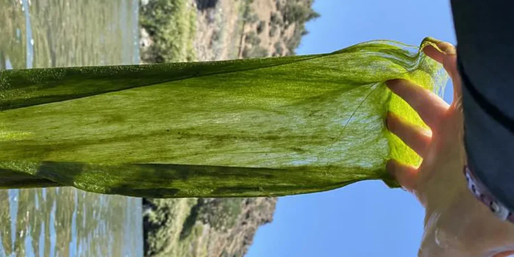 Large amounts of filamentous algae, known as FAB, are appearing in Western U.S. waterways. Researchers report findings a