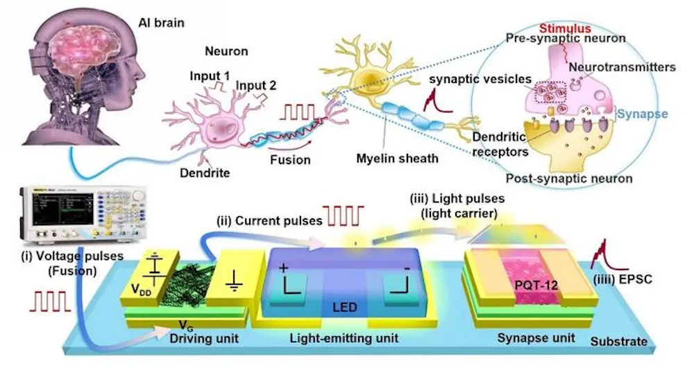 Le schéma illustre la transmission synaptique biologique (potentiel d'action – stimulation présynaptique – ouverture du canal – libération du neurotransmetteur – courant postsynaptique) et son émulation électronique : des transistors à couche mince à nanotubes de carbone à paroi simple (SWCNT TFT), une simulation optique des neurotransmetteurs à base de mini-LED et un module TFT SWCNT photosensible, reproduisant les mécanismes de plasticité synaptique.