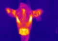 Une image thermique d'un veau qui a été utilisée pour déterminer la température de l'animal.