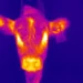 Une image thermique d'un veau qui a été utilisée pour déterminer la température de l'animal.