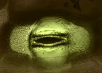 Les pores des feuilles expliquent le mystère de longue date de la croissance inégale des arbres dans un monde enrichi en carbone