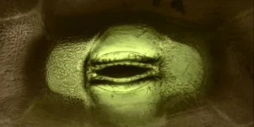 Les pores des feuilles expliquent le mystère de longue date de la croissance inégale des arbres dans un monde enrichi en carbone