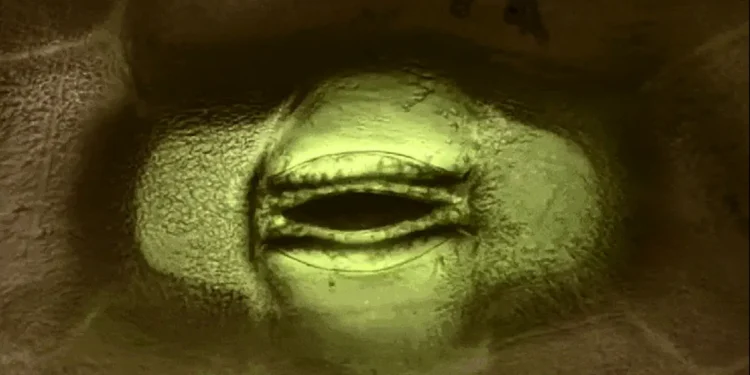 Les pores des feuilles expliquent le mystère de longue date de la croissance inégale des arbres dans un monde enrichi en carbone