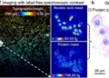 Figure | DART enables label-free molecular imaging with quantitative virtual staining.  (a) Mesoscale molecular ima