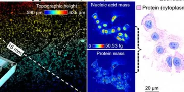 Figure | DART enables label-free molecular imaging with quantitative virtual staining.  (a) Mesoscale molecular ima