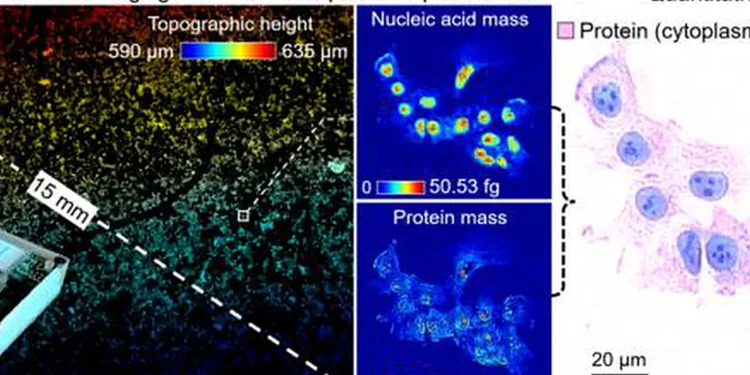 Figure | DART enables label-free molecular imaging with quantitative virtual staining.  (a) Mesoscale molecular ima