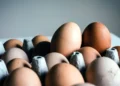 Pénurie d’œufs : une crise qui s’aggrave, la ministre de l’Agriculture appelle à « accepter » plus de poulaillers