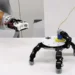 EPFL's detachable crawling robotic hand.  2025 LASA/CREATE/EPFL CC BY SA