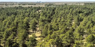 Taklamakan rim with shrublands as it looks today.