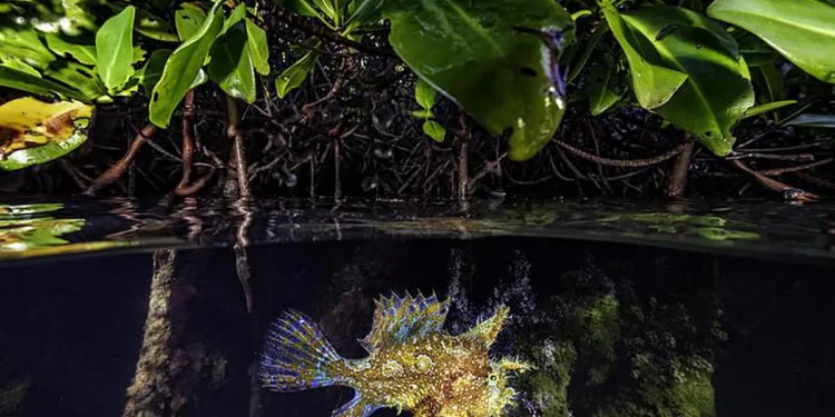 Macroalgal mats can serve as valuable habitat for many marine species, such as this sargassum fish.