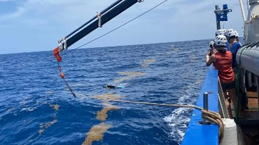 Sargassum observed during a sampling cruise.