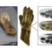 Using an affordable 3D printer and the CRAFT method, researchers created a model human hand from a single feedstock