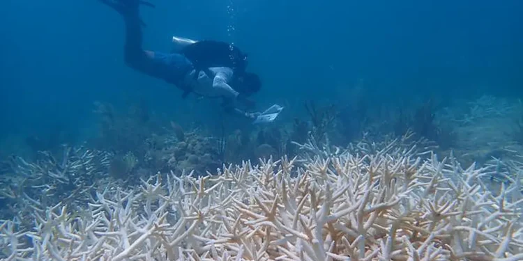 University of Miami Rosenstiel School scientist Fabrizio Lepiz-Conejo surveys a colony of staghorn coral 