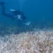 University of Miami Rosenstiel School scientist Fabrizio Lepiz-Conejo surveys a colony of staghorn coral 