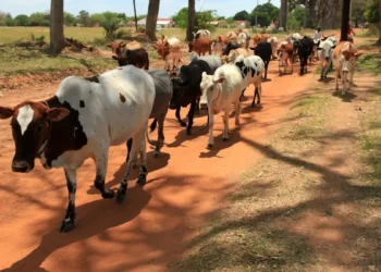 Comment un réfrigérateur pourrait révolutionner l'élevage laitier moderne dans les pays en développement