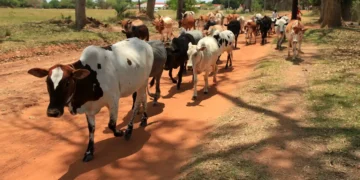 Comment un réfrigérateur pourrait révolutionner l'élevage laitier moderne dans les pays en développement