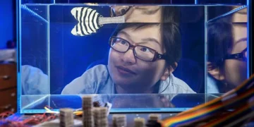 Xiaoyue Ni watches a robotic fish with a reprogrammable tail swim in a fish tank. The proof-of-demonstration could lead