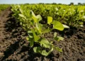 Soybeans at the South Farms at the University of Illinois Urbana-Champaign. Credit: Brian Stauffer/University of Illinoi