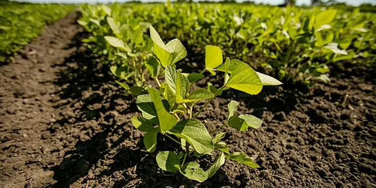 Soybeans at the South Farms at the University of Illinois Urbana-Champaign. Credit: Brian Stauffer/University of Illinoi