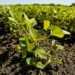 Soybeans at the South Farms at the University of Illinois Urbana-Champaign. Credit: Brian Stauffer/University of Illinoi