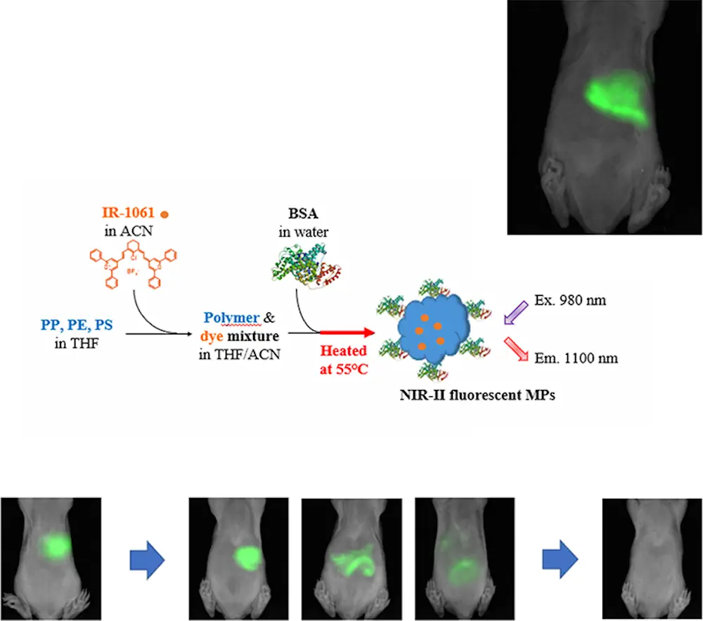 Suivi en temps réel des microplastiques chez la souris à l'aide de l'imagerie par fluorescence dans le proche infrarouge (NIR-II) - Des particules microplastiques de polypropylène, polyéthylène et polystyrène ont été chargées avec de l'IR-1061 et administrées par voie orale à des souris. L'imagerie NIR-II sous irradiation de 980 nm a permis de suivre leur accumulation gastro-intestinale et leur excrétion ultérieure pendant 30 minutes à 48 heures. 