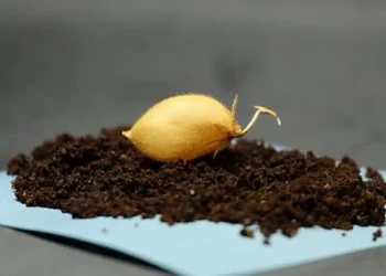 Les chercheurs ont choisi la variété de pois chiche « Myles » pour cette étude. Sa taille compacte et sa résilience favorisent la production agricole dans des environnements de mission où l'espace est limité. (Crédit : Institut de géophysique de l'Université du Texas)