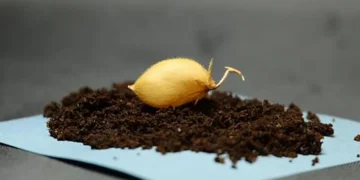 Les chercheurs ont choisi la variété de pois chiche « Myles » pour cette étude. Sa taille compacte et sa résilience favorisent la production agricole dans des environnements de mission où l'espace est limité. (Crédit : Institut de géophysique de l'Université du Texas)