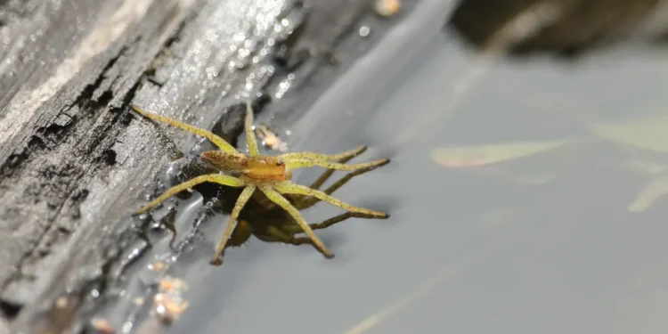 L'araignée d'eau et les écailles de poisson inspirent une électrode à air Janus pour des batteries zinc-air avancées