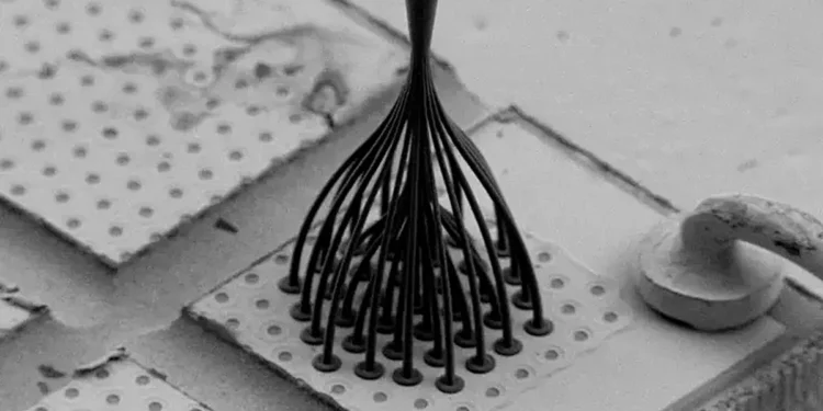 Micrographie électronique à balayage (MEB) de 37 MM-PL en entrée. (Crédit : Ksenia Shukhin)