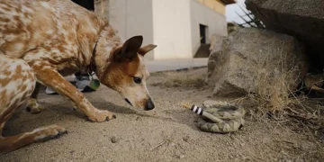 Une équipe de chercheurs de l'université du Texas à El Paso a découvert de nouvelles preuves expliquant pourquoi le bruit du serpent à sonnettes, l'un des signaux d'alerte les plus emblématiques de la nature, a perduré et est resté efficace pendant des millions d'années. L'équipe a conçu un serpent à sonnettes robotisé réaliste, imprimé en 3D, afin de tester la réaction de 38 espèces du zoo d'El Paso face à ce bruit.