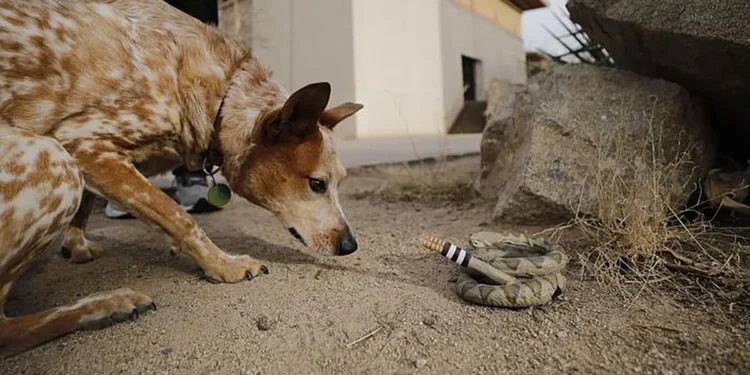 Une équipe de chercheurs de l'université du Texas à El Paso a découvert de nouvelles preuves expliquant pourquoi le bruit du serpent à sonnettes, l'un des signaux d'alerte les plus emblématiques de la nature, a perduré et est resté efficace pendant des millions d'années. L'équipe a conçu un serpent à sonnettes robotisé réaliste, imprimé en 3D, afin de tester la réaction de 38 espèces du zoo d'El Paso face à ce bruit.