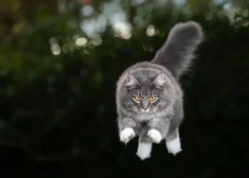 Le secret de la chute des chats révélé par leur colonne vertébrale