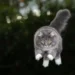 Le secret de la chute des chats révélé par leur colonne vertébrale