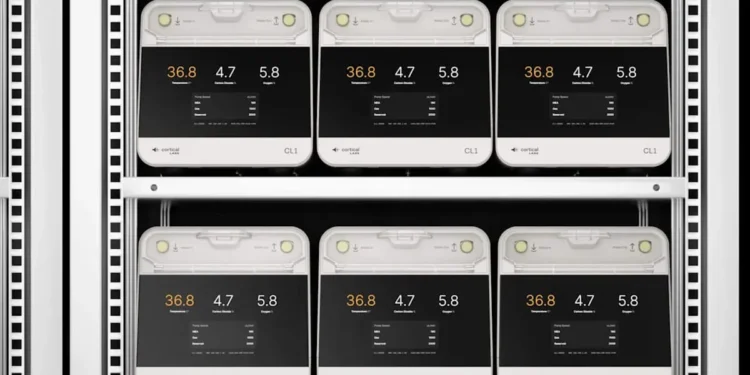 Des neurones humains cultivés en laboratoire alimentent des centres de données