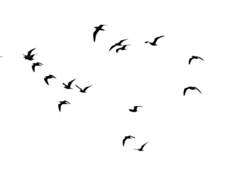 Ce que les oiseaux en vol peuvent apprendre à l'IA