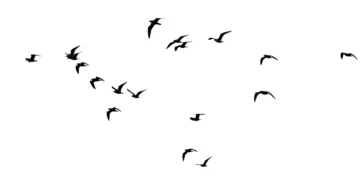 Ce que les oiseaux en vol peuvent apprendre à l'IA