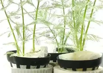 Le Myriophyllum verticillatum effectue la photosynthèse sous l'eau ; l'oxygène ainsi produit est acheminé le long des tiges et des nervures des feuilles vers les extrémités grâce à l'action combinée de la gravité et de la membrane des bulles foliaires, avant de se détacher finalement de la surface du Myriophyllum verticillatum.