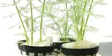 Le Myriophyllum verticillatum effectue la photosynthèse sous l'eau ; l'oxygène ainsi produit est acheminé le long des tiges et des nervures des feuilles vers les extrémités grâce à l'action combinée de la gravité et de la membrane des bulles foliaires, avant de se détacher finalement de la surface du Myriophyllum verticillatum.