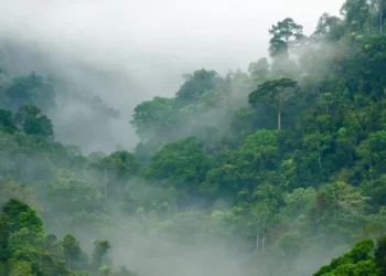 Toutes les forêts ne refroidissent pas la Terre