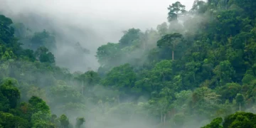 Toutes les forêts ne refroidissent pas la Terre