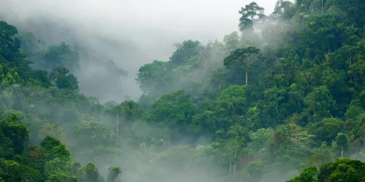 Toutes les forêts ne refroidissent pas la Terre