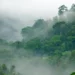 Toutes les forêts ne refroidissent pas la Terre
