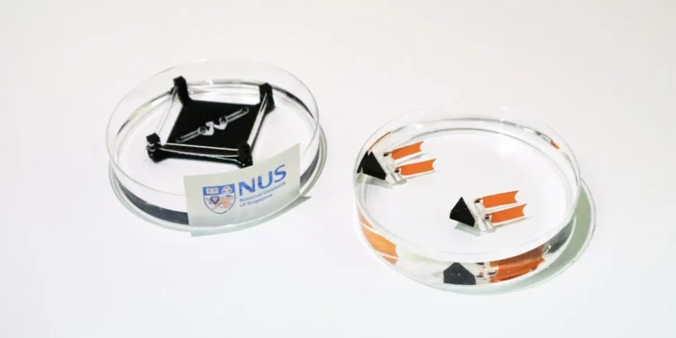 Un robot biohybride propulsé par des muscles cultivés bat des records de vitesse