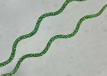 Microalgues et chimie verte, un trio français pour industrialiser la photosynthèse