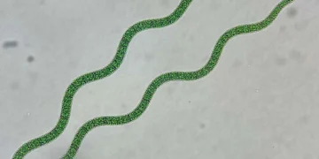 Microalgues et chimie verte, un trio français pour industrialiser la photosynthèse