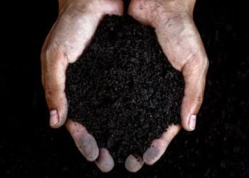 Le biochar, un allié méconnu dans la lutte contre le réchauffement climatique