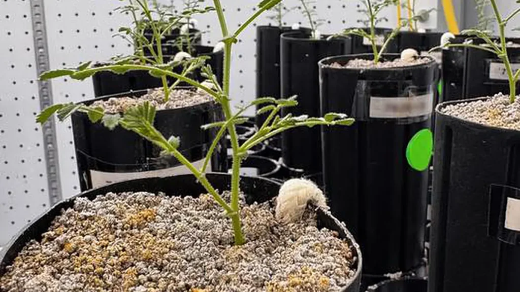 Afin de maintenir l'hydratation des racines dans un substrat de mauvaise structure et à faible capacité de rétention d'eau, les chercheurs ont mis au point un système d'irrigation à mèche en coton qui achemine l'eau directement vers la zone racinaire des pois chiches. Photo de Jessica Atkin. (Crédit : Jessica Atkin)